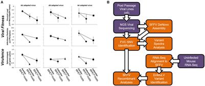 Deep Sequencing of MHC-Adapted Viral Lines Reveals Complex Recombinational Exchanges With Endogenous Retroviruses Leading to High-Frequency Variants